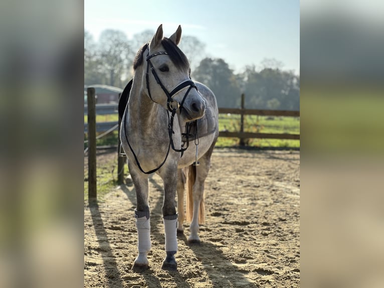 Poni alemán Caballo castrado 6 años 146 cm Tordo in Neuss