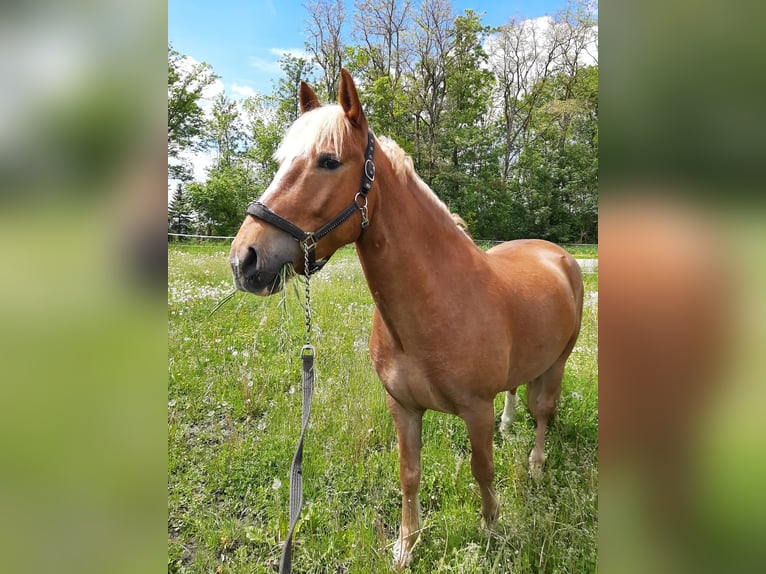 Poni alemán Mestizo Caballo castrado 6 años 147 cm Alazán in Warburg