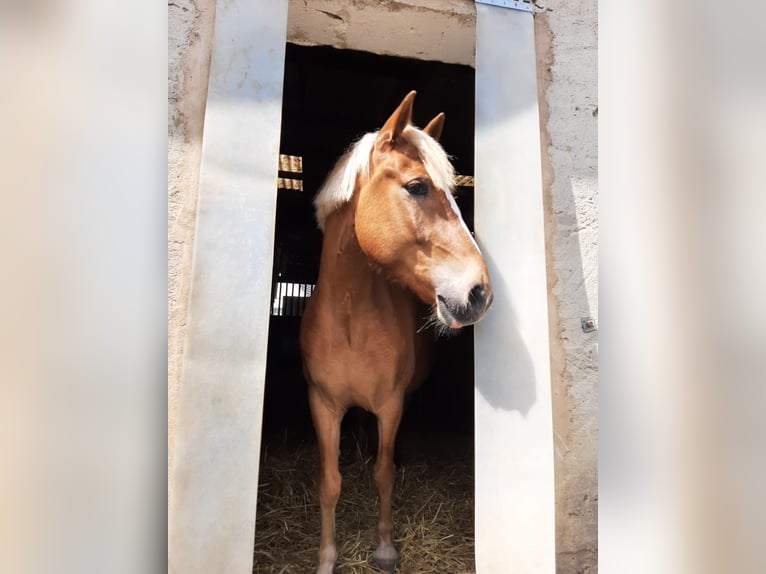 Poni alemán Mestizo Caballo castrado 6 años 147 cm Alazán in Warburg