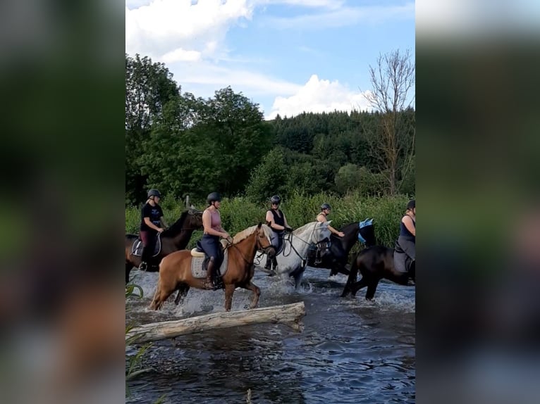 Poni alemán Mestizo Caballo castrado 6 años 147 cm Alazán in Warburg