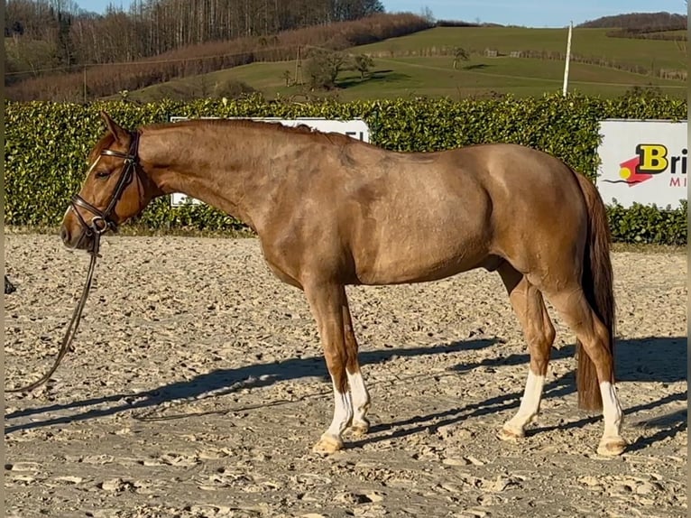Poni alemán Caballo castrado 6 años 147 cm Alazán in Lindlar