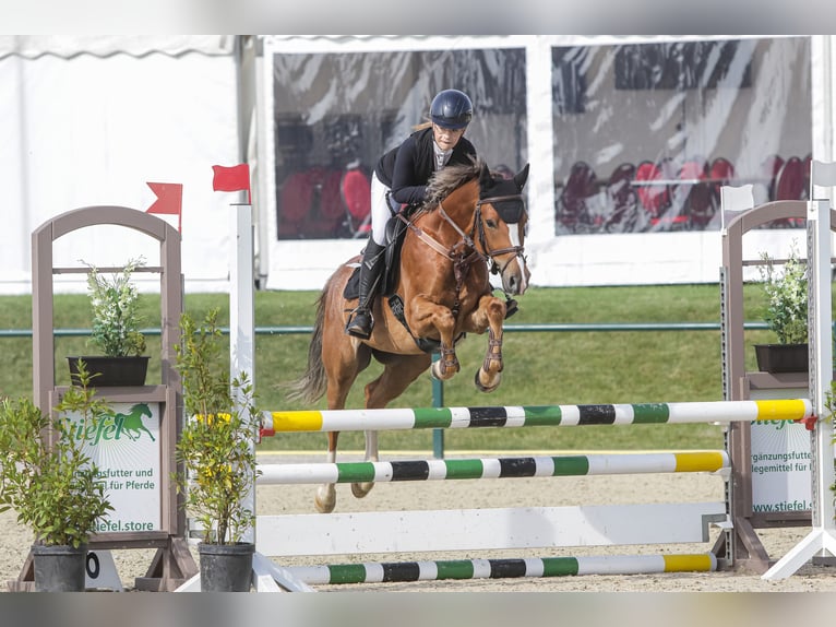 Poni alemán Caballo castrado 6 años 147 cm Alazán in Heldrungen