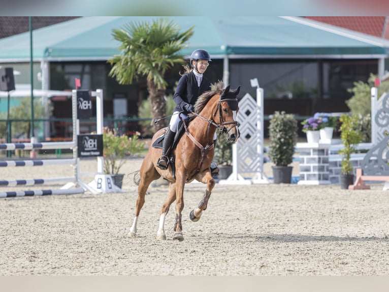 Poni alemán Caballo castrado 6 años 147 cm Alazán in Heldrungen