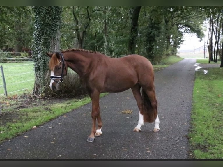 Poni alemán Caballo castrado 6 años 147 cm Alazán-tostado in Recke, bei Osnabrück