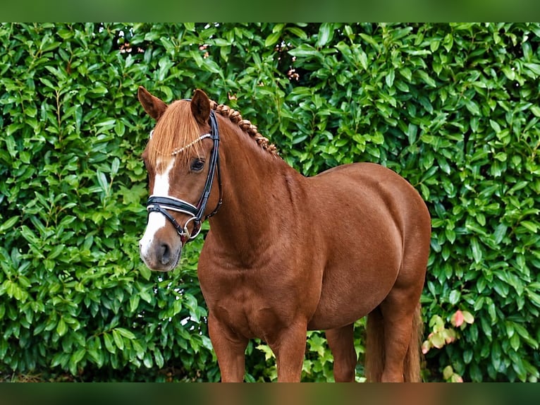 Poni alemán Caballo castrado 6 años 147 cm Alazán-tostado in Recke, bei Osnabrück