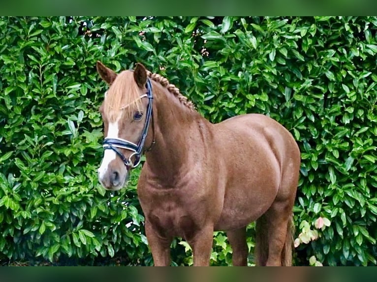 Poni alemán Caballo castrado 6 años 147 cm Alazán-tostado in Recke, bei Osnabrück