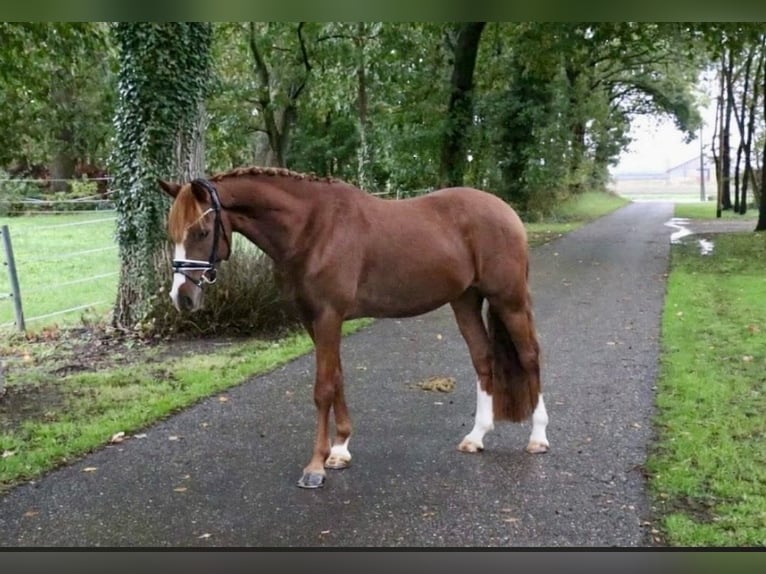 Poni alemán Caballo castrado 6 años 147 cm Alazán-tostado in Recke, bei Osnabrück