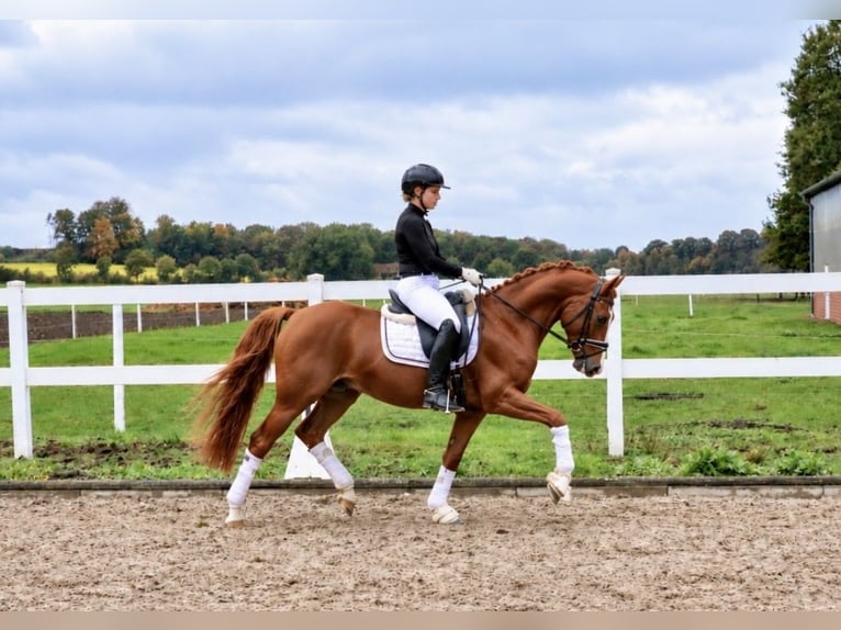 Poni alemán Caballo castrado 6 años 147 cm Alazán-tostado in Recke, bei Osnabrück