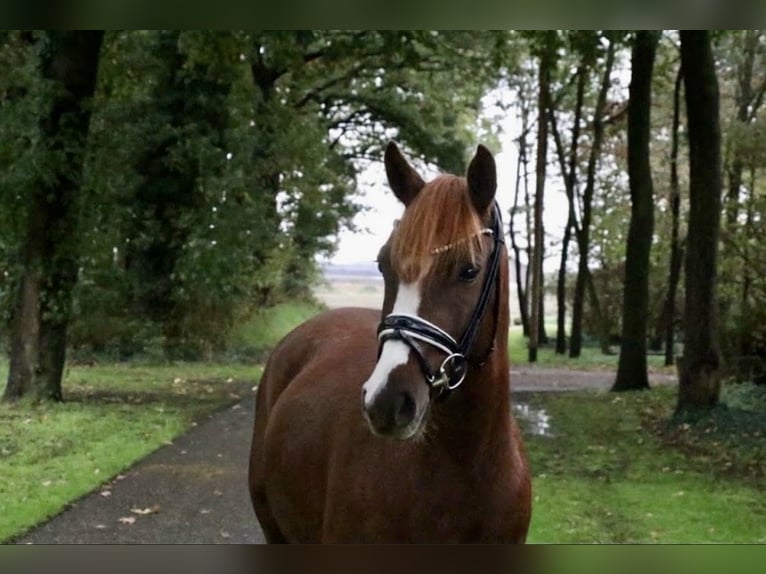 Poni alemán Caballo castrado 6 años 147 cm Alazán-tostado in Recke, bei Osnabrück