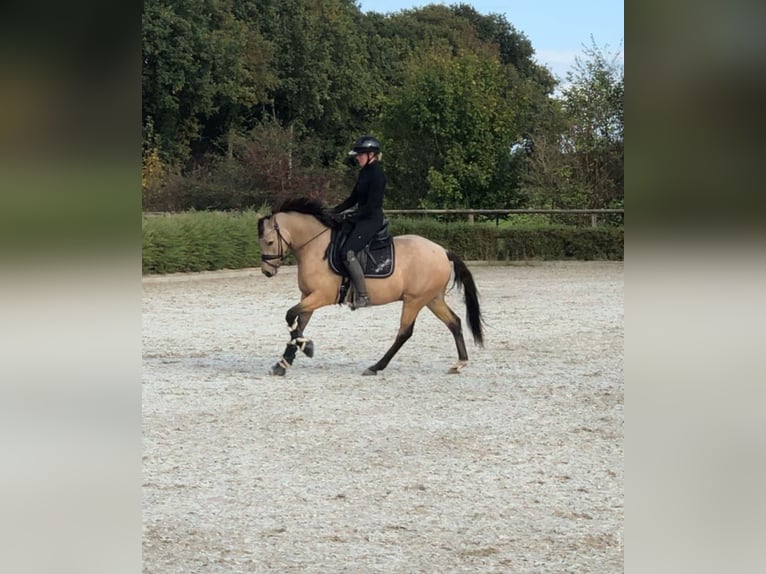Poni alemán Caballo castrado 6 años 147 cm in Loxstedt