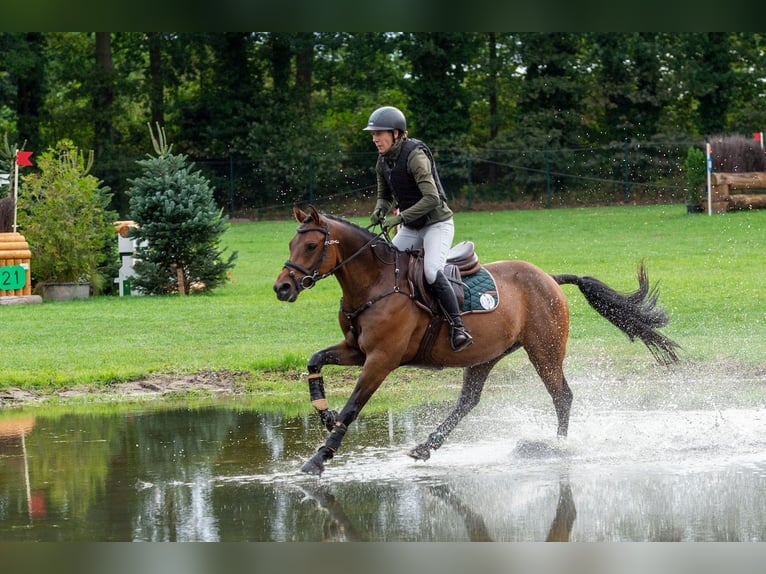 Poni alemán Caballo castrado 6 años 147 cm Castaño in Tangstedt