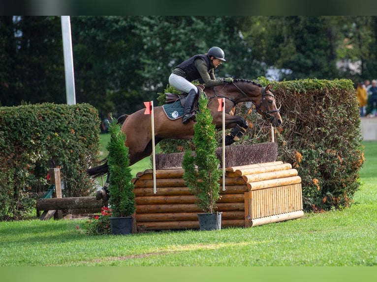 Poni alemán Caballo castrado 6 años 147 cm Castaño in Tangstedt