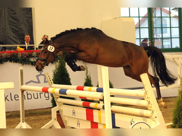 Poni alemán Caballo castrado 6 años 147 cm Castaño in Spelle
