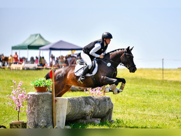 Poni alemán Caballo castrado 6 años 147 cm Castaño oscuro in Lengenfeld
