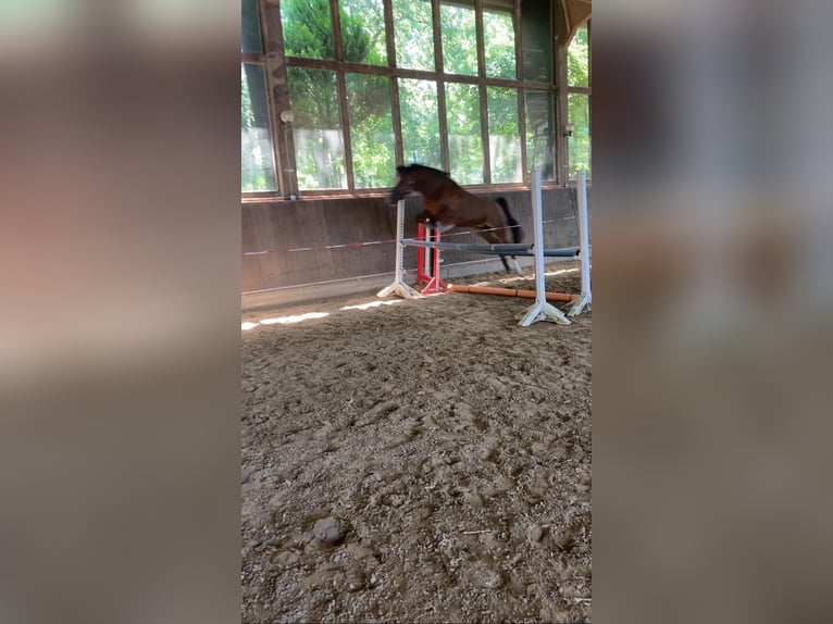 Poni alemán Caballo castrado 6 años 147 cm Castaño oscuro in Dortmund