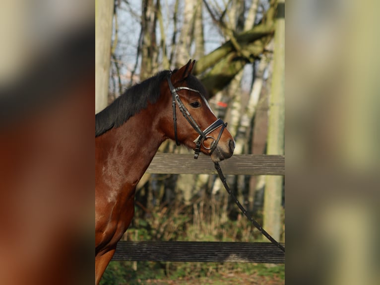 Poni alemán Caballo castrado 6 años 147 cm Castaño oscuro in Dortmund