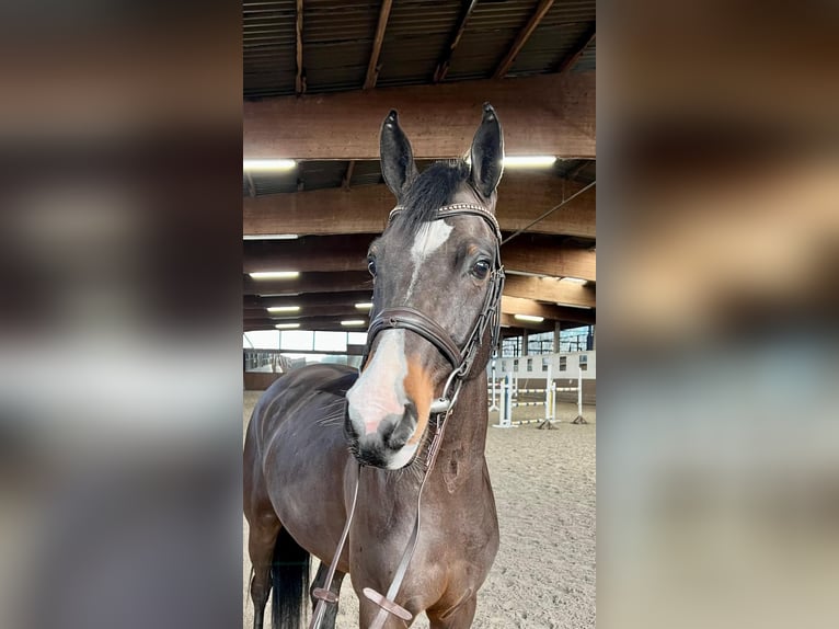 Poni alemán Caballo castrado 6 años 147 cm Castaño oscuro in Münster