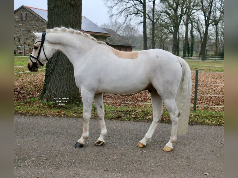 Poni alemán Caballo castrado 6 años 147 cm Palomino in Recke, bei Osnabrück
