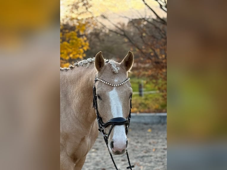 Poni alemán Caballo castrado 6 años 147 cm Palomino in Werder