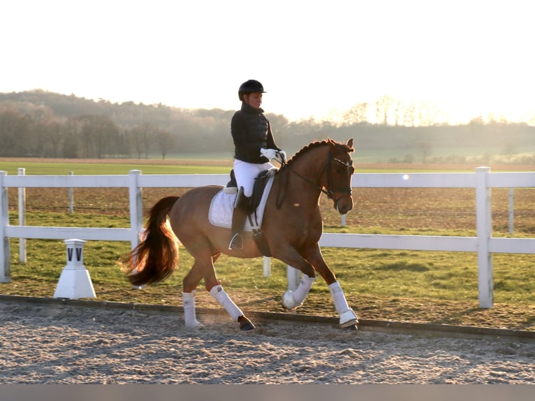 Poni alemán Caballo castrado 6 años 148 cm Alazán in Recke, bei Osnabrück