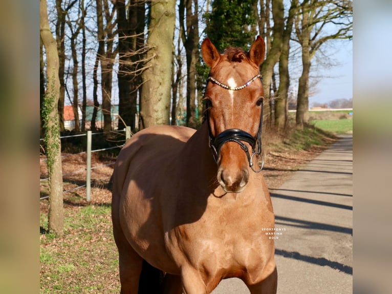 Poni alemán Caballo castrado 6 años 148 cm Alazán in Recke, bei Osnabrück
