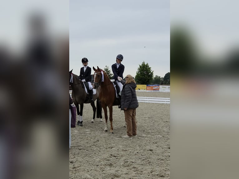Poni alemán Caballo castrado 6 años 148 cm Alazán in Ganderkesee