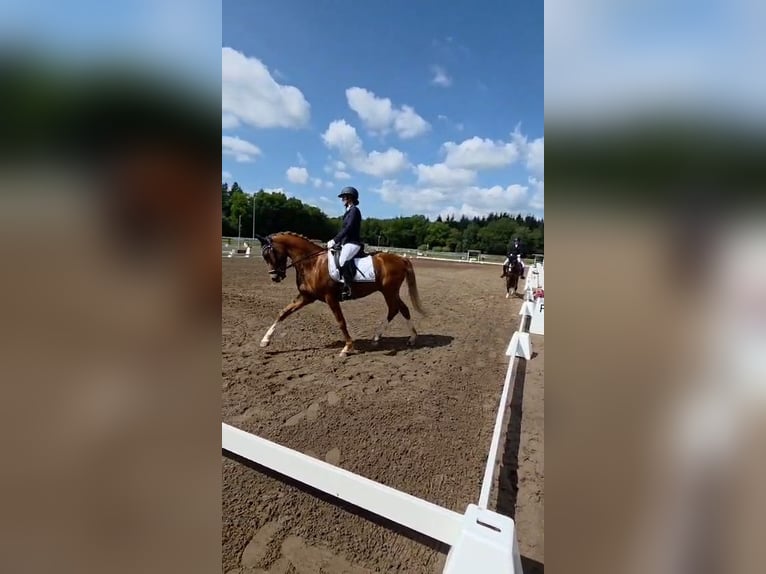 Poni alemán Caballo castrado 6 años 148 cm Alazán in Ganderkesee