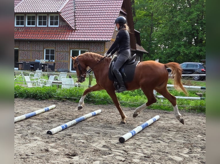 Poni alemán Caballo castrado 6 años 148 cm Alazán in Ganderkesee