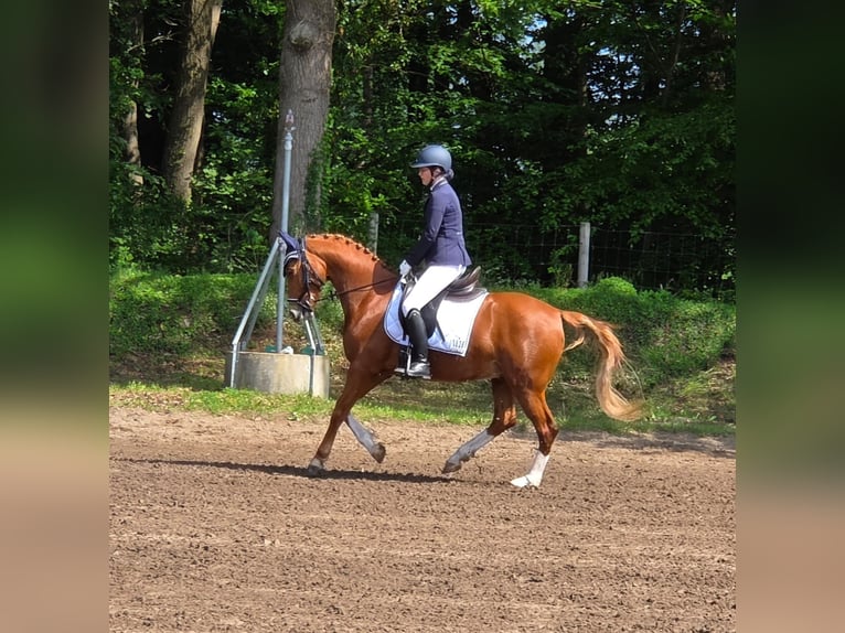 Poni alemán Caballo castrado 6 años 148 cm Alazán in Ganderkesee