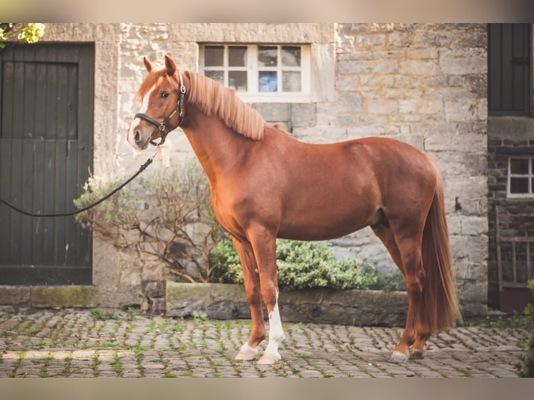 Poni alemán Caballo castrado 6 años 148 cm Alazán in Huccorgne