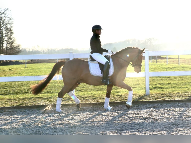 Poni alemán Caballo castrado 6 años 148 cm Alazán in Recke, bei Osnabrück