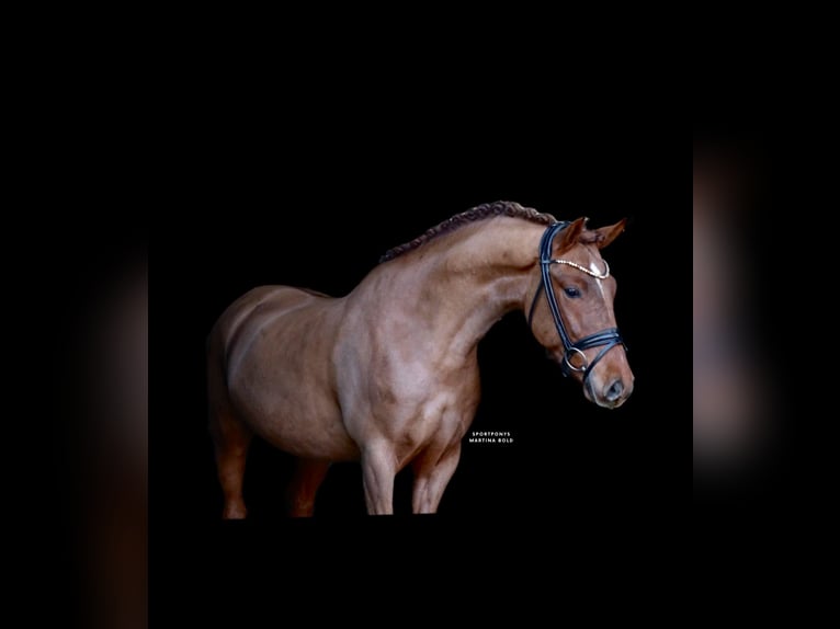 Poni alemán Caballo castrado 6 años 148 cm Alazán in Recke, bei Osnabrück