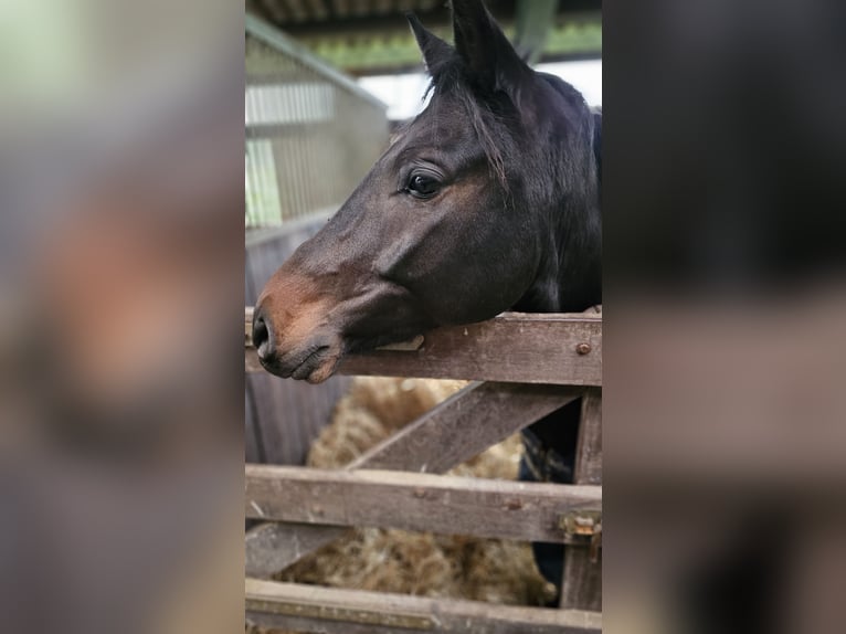 Poni alemán Caballo castrado 6 años 148 cm in Klein Wittensee