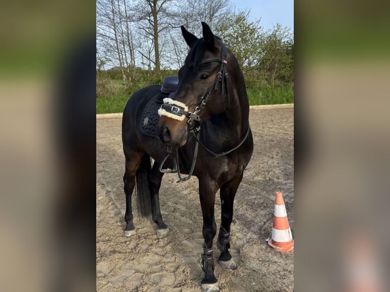 Poni alemán Caballo castrado 6 años 148 cm in Klein Wittensee