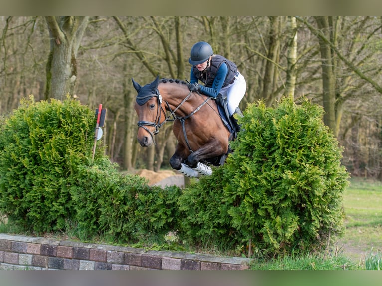 Poni alemán Caballo castrado 6 años 148 cm Castaño in K&#xF6;ln