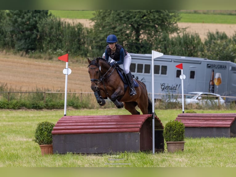 Poni alemán Caballo castrado 6 años 148 cm Castaño in K&#xF6;ln