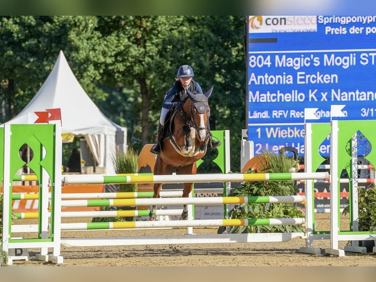 Poni alemán Caballo castrado 6 años 148 cm Castaño in Marsberg