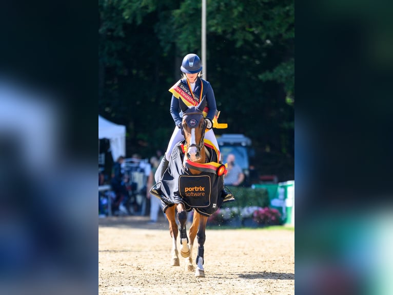 Poni alemán Caballo castrado 6 años 148 cm Castaño in Marsberg