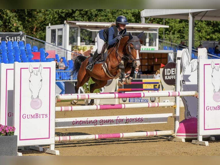 Poni alemán Caballo castrado 6 años 148 cm Castaño in Marsberg