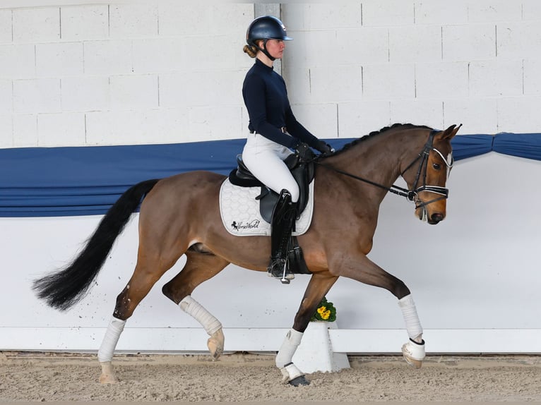 Poni alemán Caballo castrado 6 años 148 cm Castaño in Marsberg