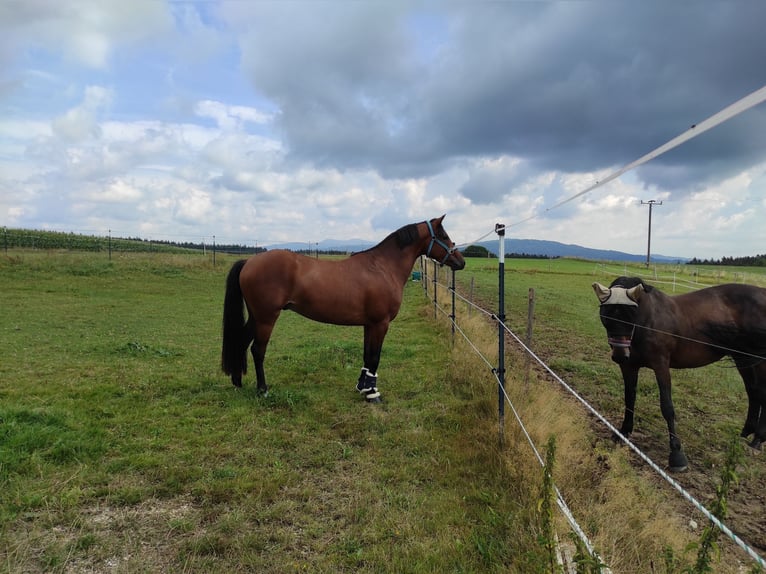 Poni alemán Caballo castrado 6 años 148 cm Castaño in Rinchnach