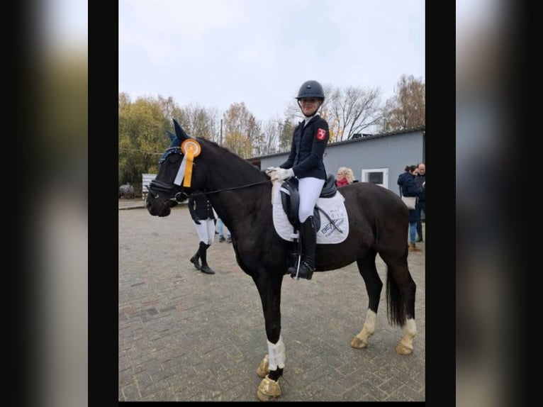 Poni alemán Caballo castrado 6 años 148 cm Castaño oscuro in Dortmund