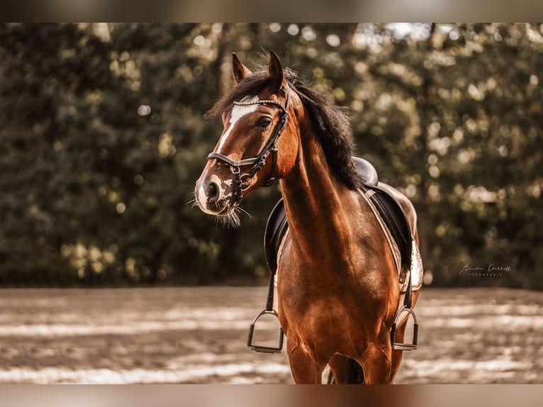 Poni alemán Caballo castrado 6 años 148 cm Castaño oscuro in Ratingen