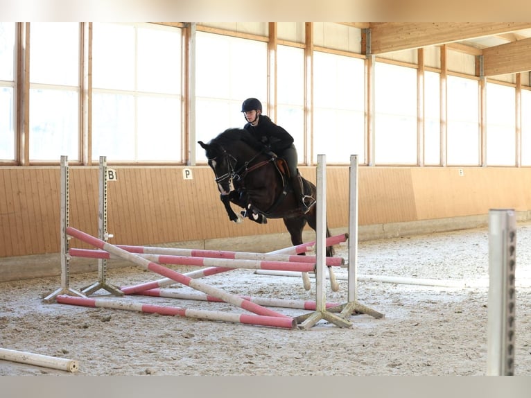 Poni alemán Caballo castrado 6 años 148 cm Negro in Deinstedt