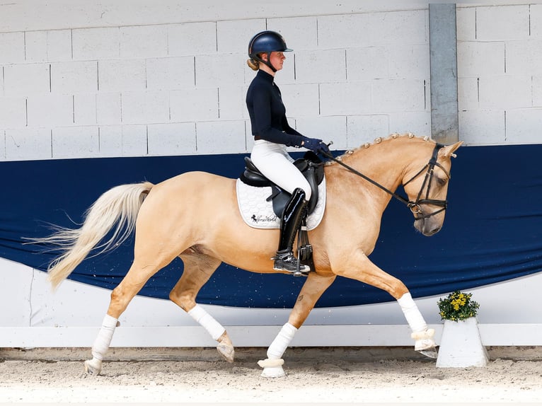 Poni alemán Caballo castrado 6 años 148 cm Palomino in Marsberg