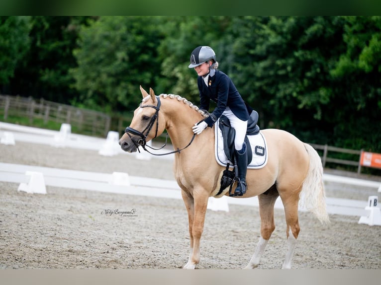Poni alemán Caballo castrado 6 años 148 cm Palomino in Werkendam