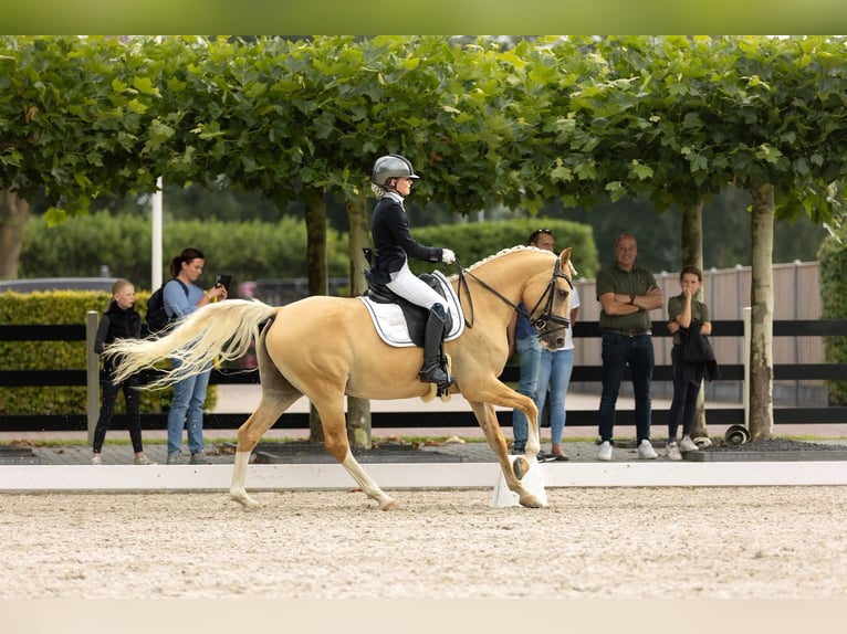 Poni alemán Caballo castrado 6 años 148 cm Palomino in Werkendam