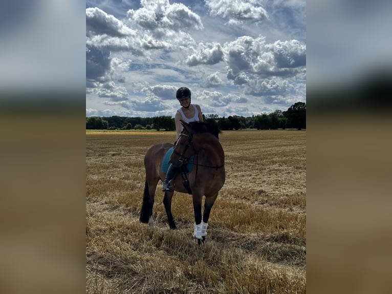 Poni alemán Caballo castrado 6 años 152 cm Castaño in Egelsbach