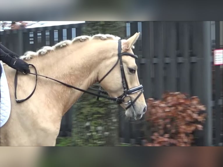 Poni alemán Caballo castrado 6 años 152 cm Palomino in Süderlügum