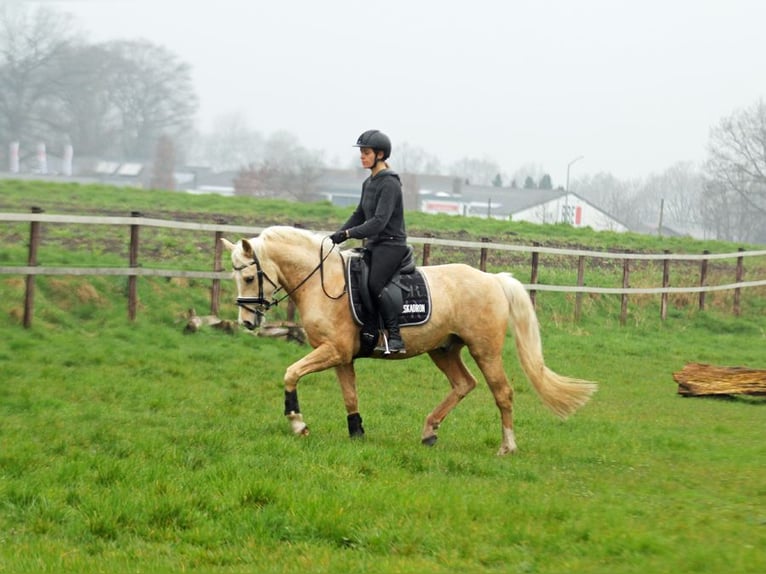 Poni alemán Caballo castrado 6 años 153 cm in Stuhr